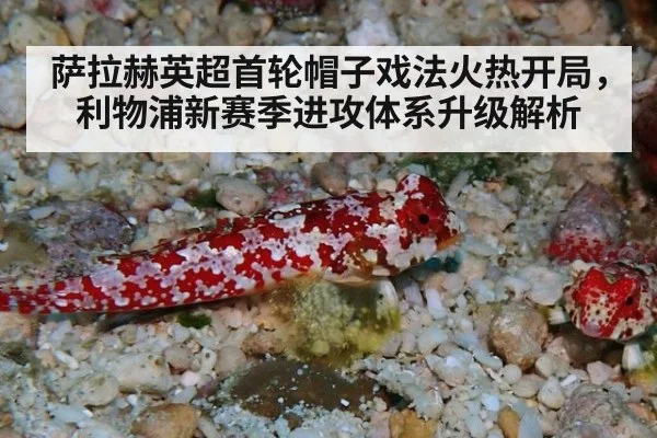 萨拉赫英超首轮帽子戏法火热开局，利物浦新赛季进攻体系升级解析